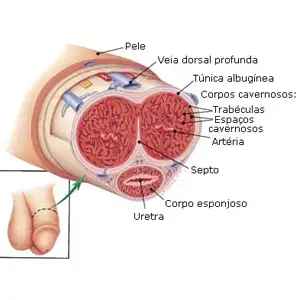 Para ereções impressionantes, seu corpo deve produzir novas células com mais rapidez. Por isso, o Maximus Gel é rico em substâncias antioxidantes, de ação comprovada na formação de novos tecidos.
